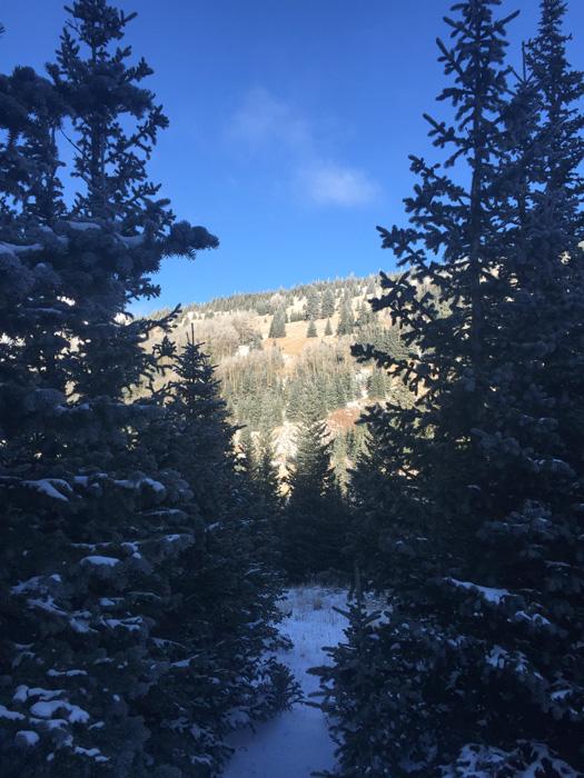 Mountainside where we found some bull elk