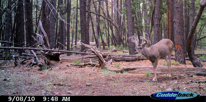 Giant velvet coues deer buck
