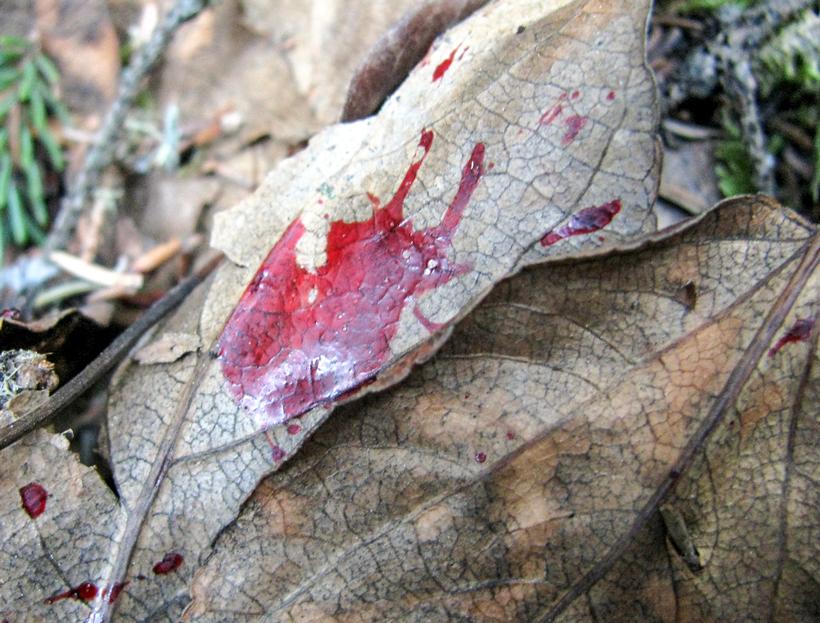 Blood drop direction of travel 2