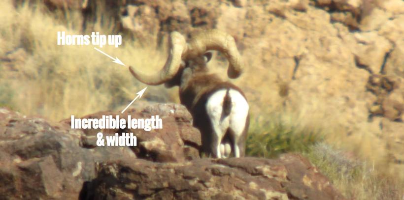 Bob oconnors nelsoni desert bighorn sheep horn length