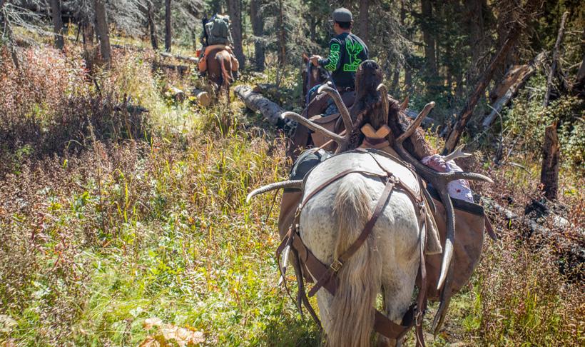 Packing out an elk with horses