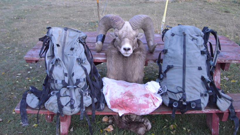 An unforgettable Montana breaks sheep hunt - 12