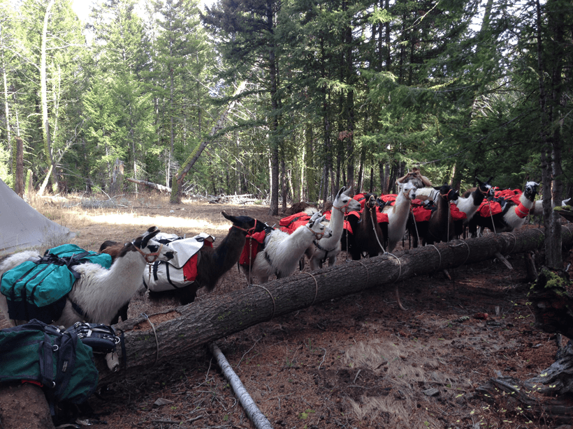 Backcountry llama herd
