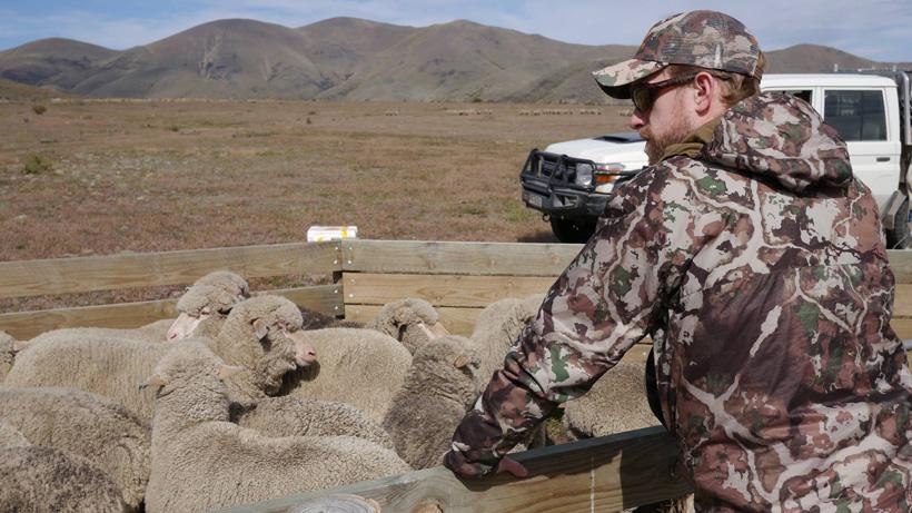 First lite and merino wool sheep