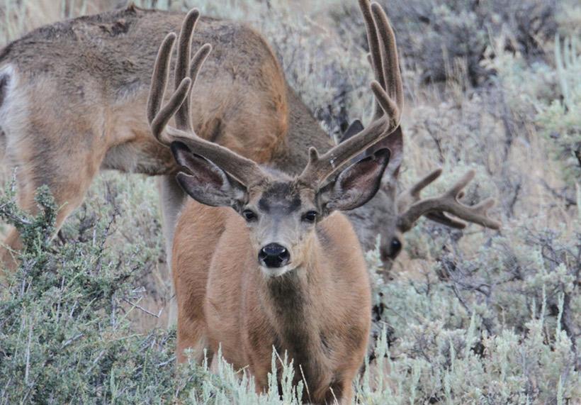 The best time for mule deer - 2
