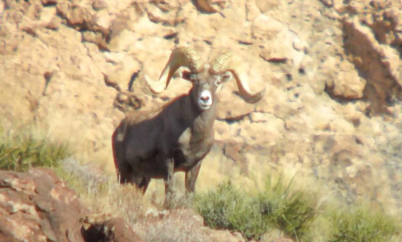 How to accurately score bighorn sheep horns - 3