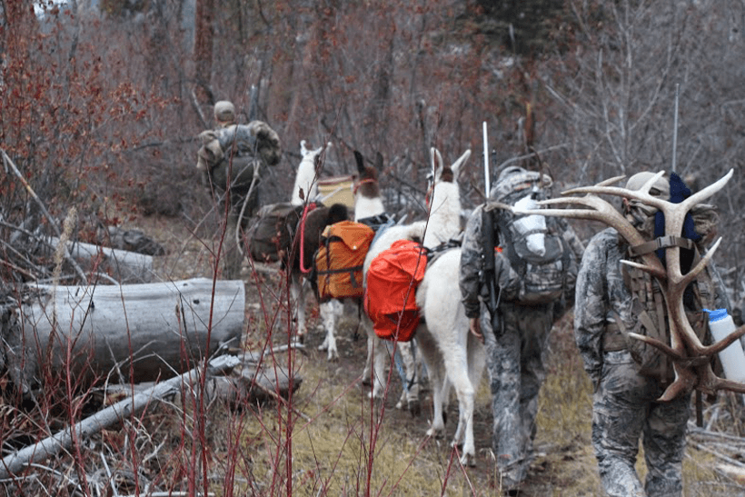Packing out gear and antlers