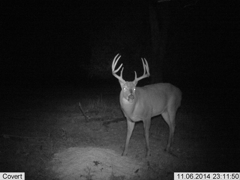 Big 8 pre rut