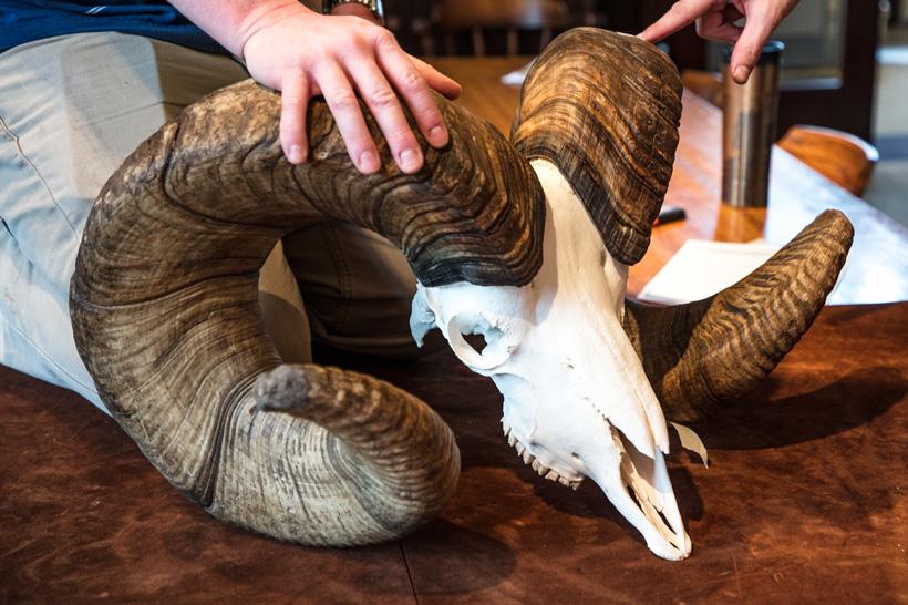 New world record bighorn sheep