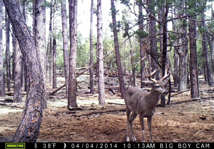 Arizona's OTC deer tags - 2