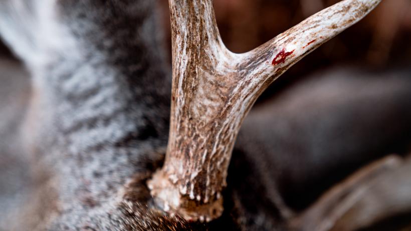 Being patient while hunting 5