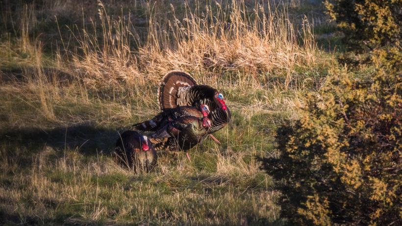 The excitement of turkey hunting in the West - 4
