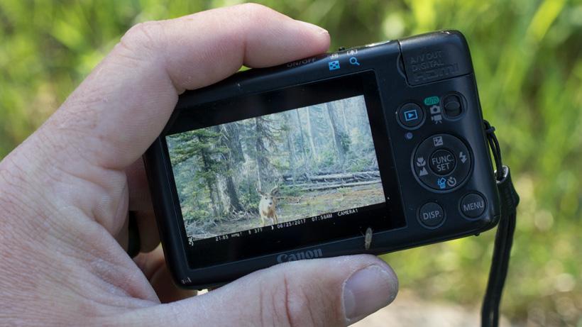 Checking browning trail camera photos