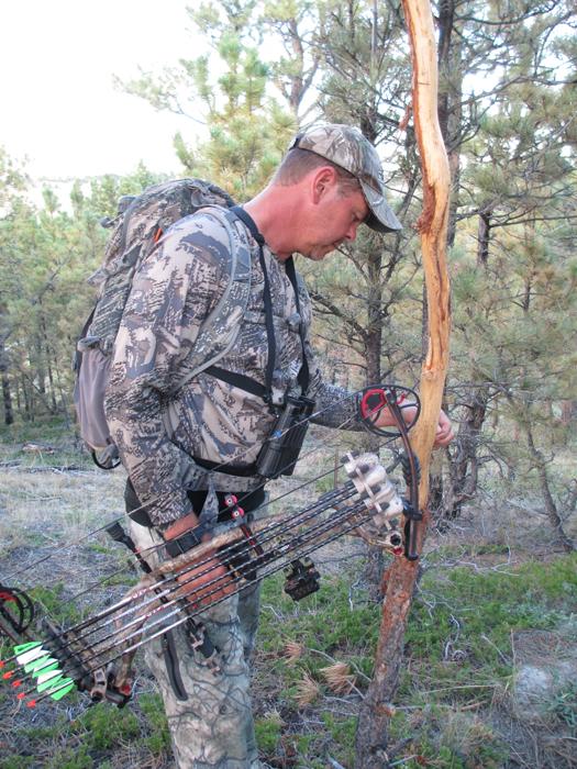 Checking out elk rubs