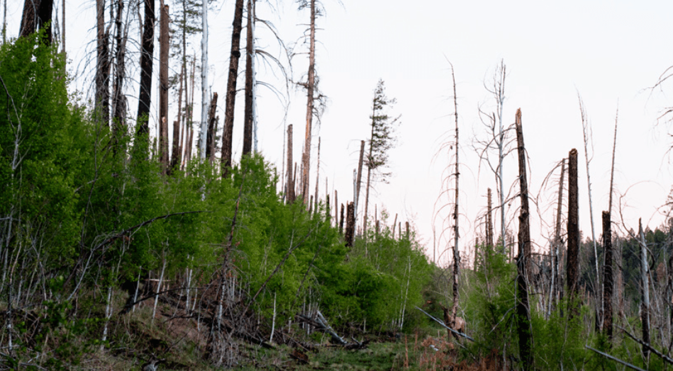 Pic 4 - The ebb and flow of hunting spots