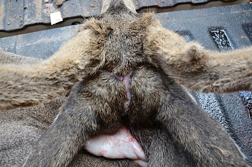 Cut four between the ears