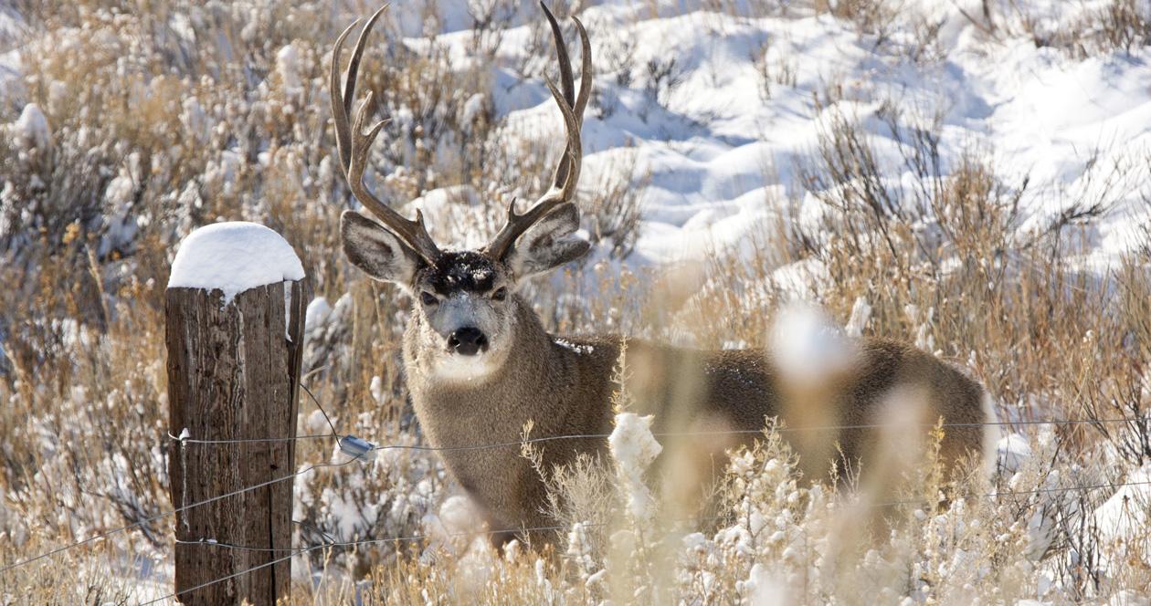 Big game partnership pilot program unites private landowners and wildlife 1