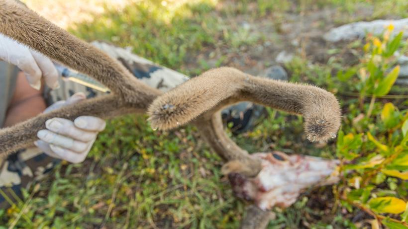 How to preserve velvet antlers in the field - 9