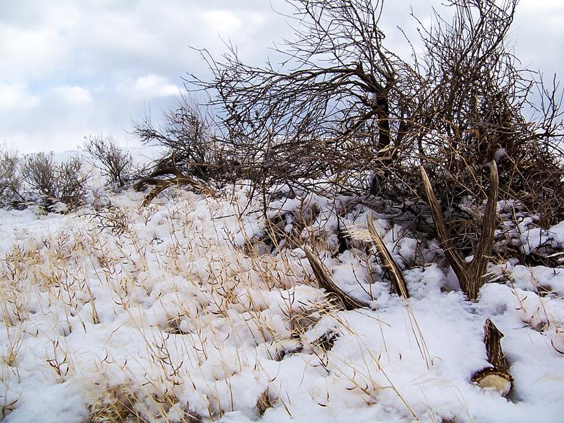 3 mule deer antler in snow