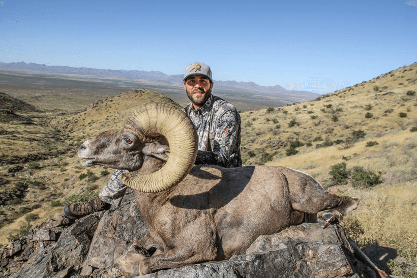 Lorenzo sartini new mexico desert sheep