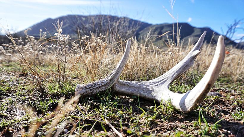 Coues deer shed antler