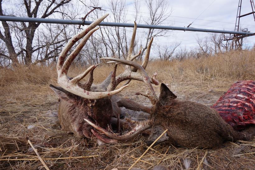 Scene of the crime with bucks locked up