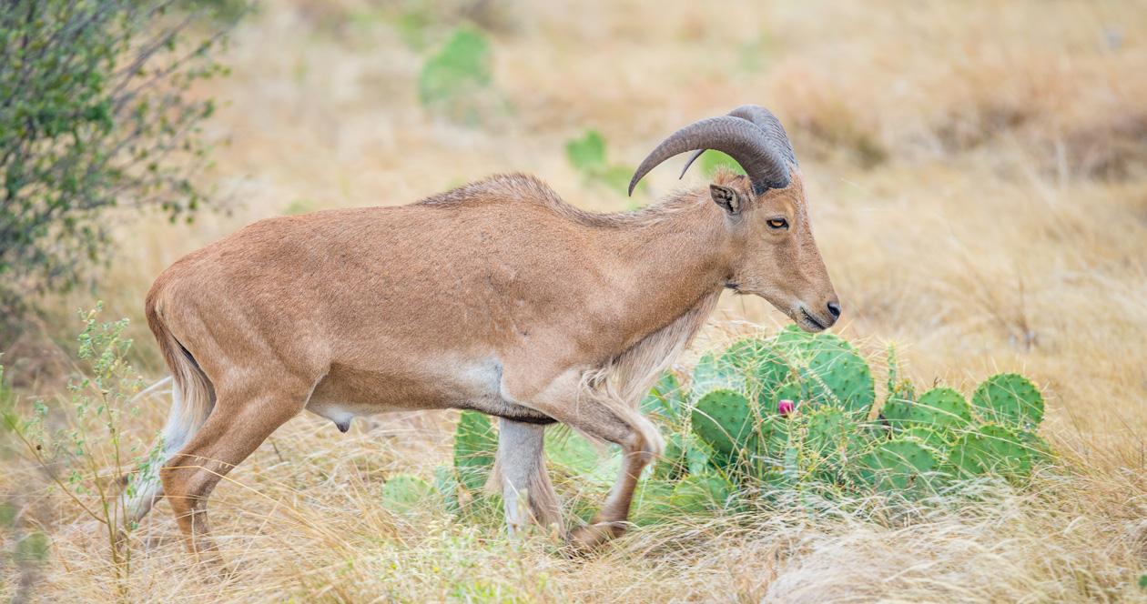 Barbary sheep can carry deadly disease for desert bighorn sheep