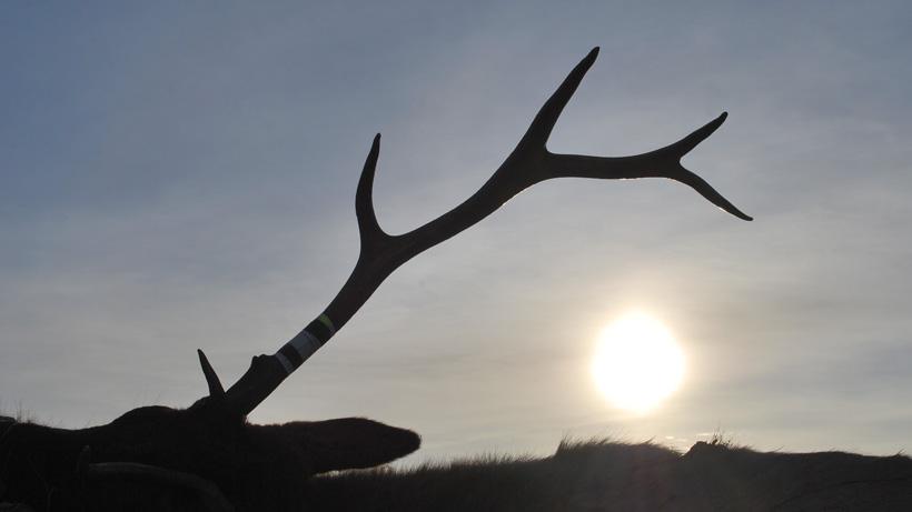 Creative elk antler photo by Daniel Smith