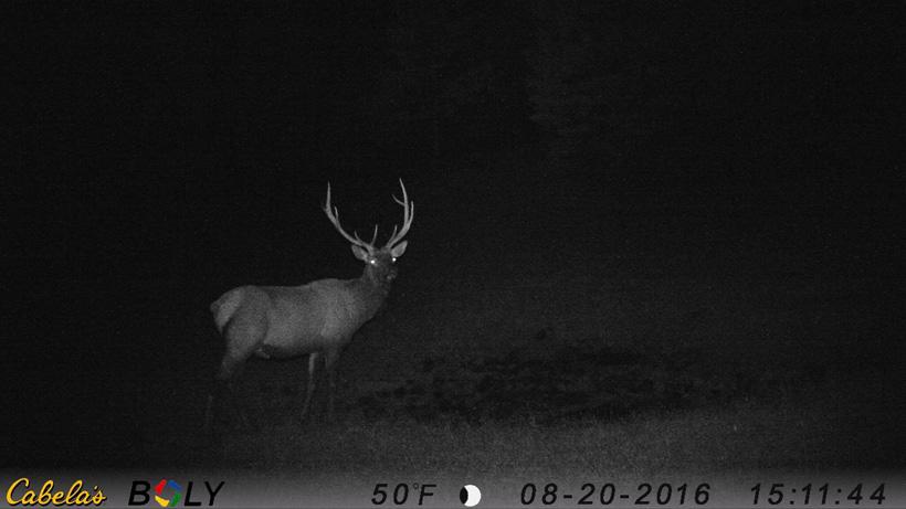 Trail camera scouting for bull elk