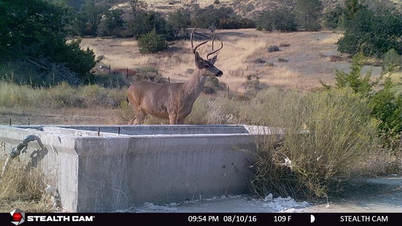 California blacktail deer on trail camera