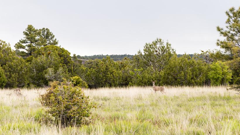 Why you should consider a Coues deer hunt - 1