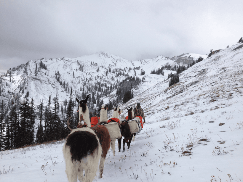 Why pack llamas for your next hunt? - 6