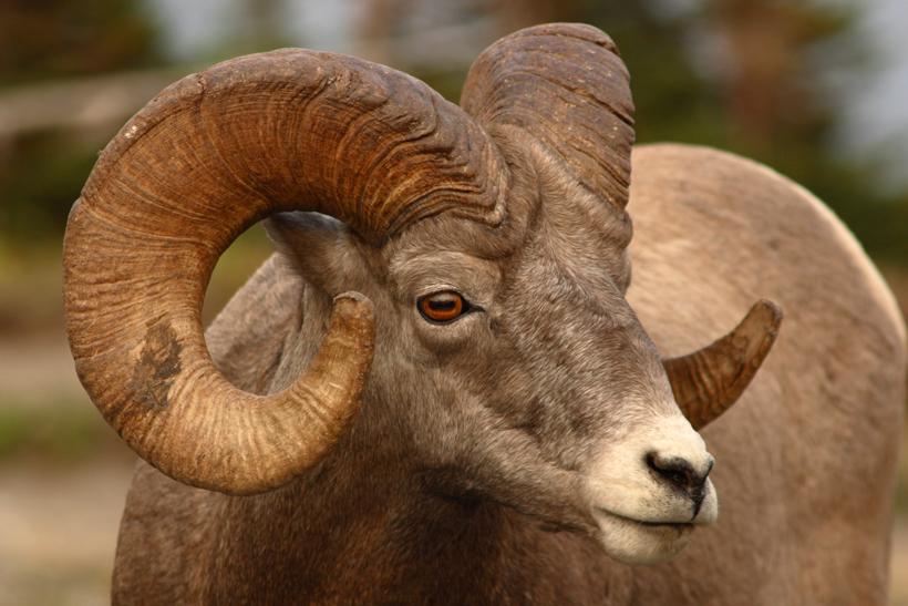 Bighorn numbers across 6 states - 2