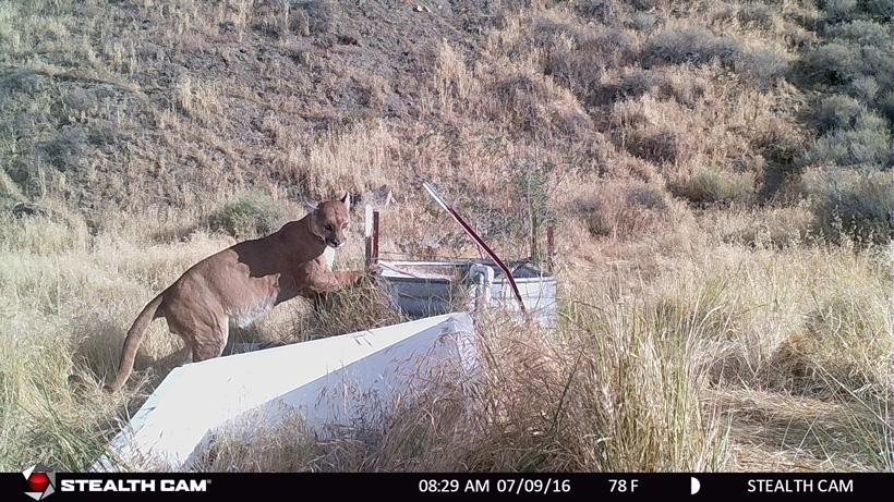 California mountain lion on trail camera