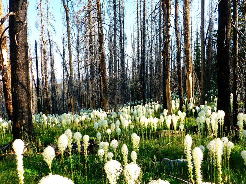 Bear grass blooming in elk country