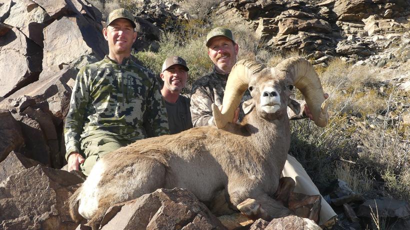 Michael hersh bighorn sheep