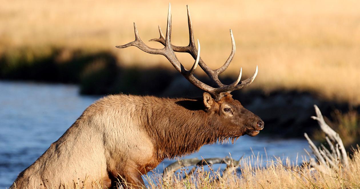 Montana hunters are "satisfied" with state elk management