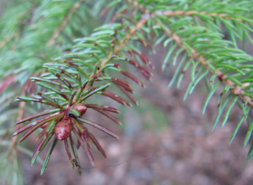 Blood on pine needles