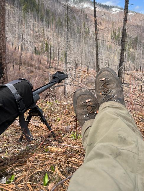Waiting out areas with green vegetation for spring black bears