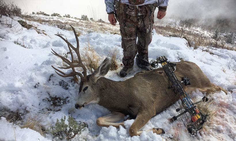 Standing over utah archery mule deer