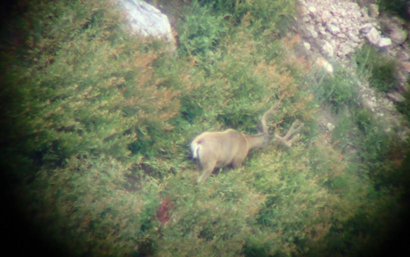 Scope cam digiscope mule deer buck