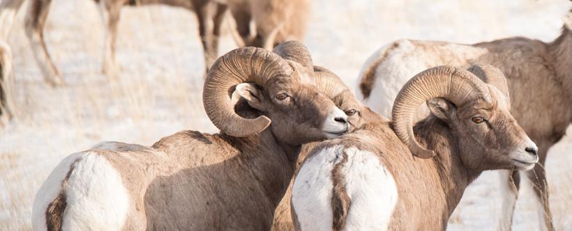 APPLICATION STRATEGY 2016: Montana Sheep, Moose, Goat, Bison - 0d