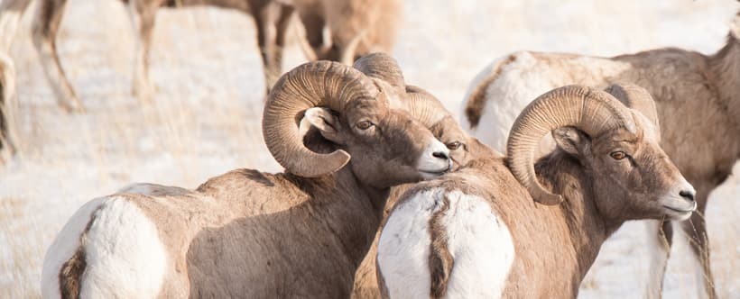 Young band of bighorn sheep rams