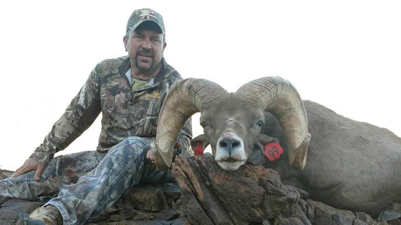 Dominick argenziano bighorn sheep