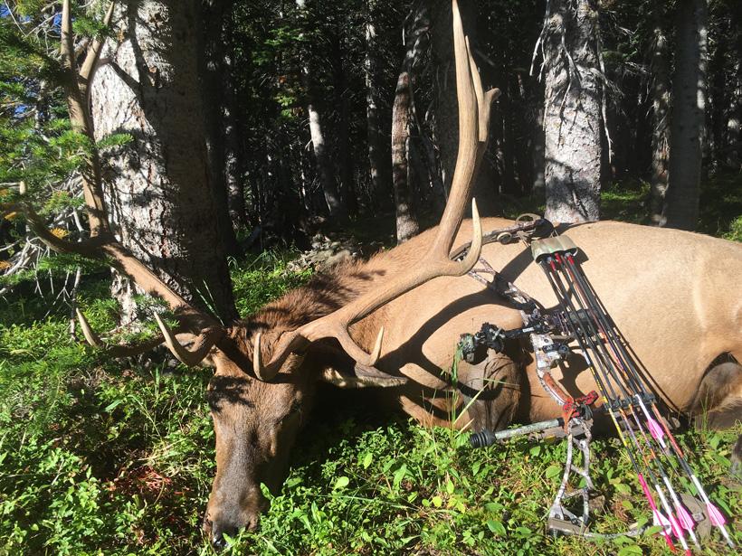 A battle in the backcountry for Colorado elk - 1