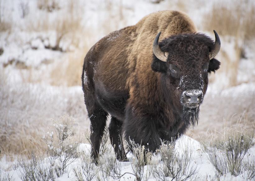 APPLICATION STRATEGY 2016: Montana Sheep, Moose, Goat, Bison - 2d