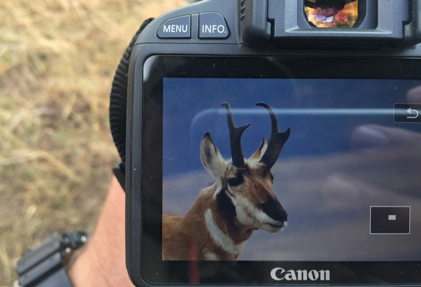 Backup antelope landowner tag pays off big time - 4