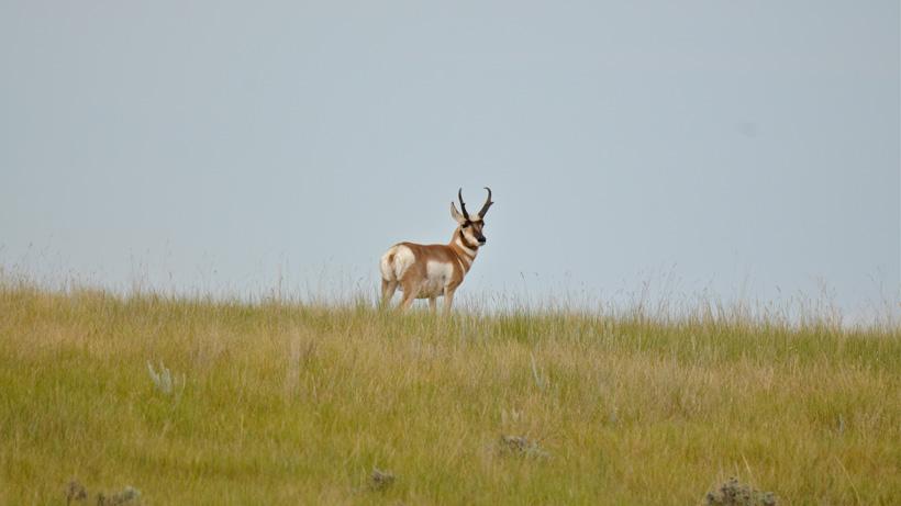 Antelope buck skylined