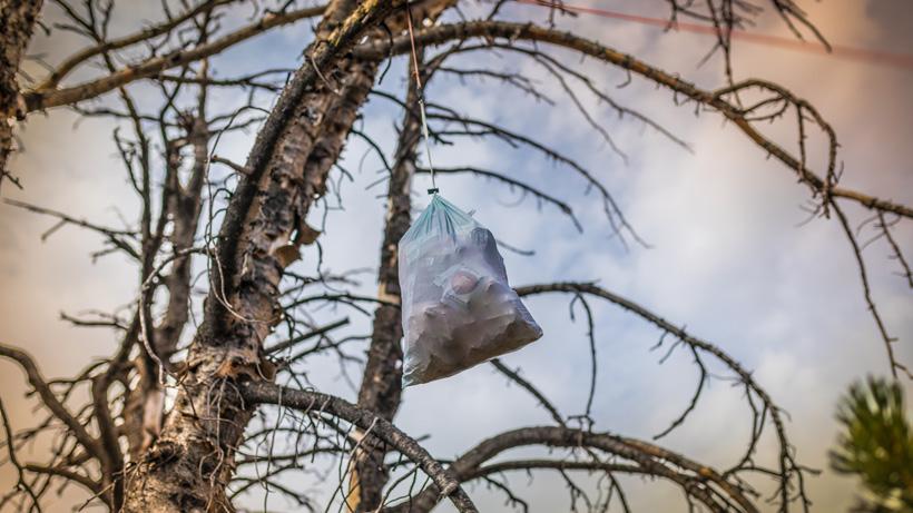 Camping food hung in tree away from bears