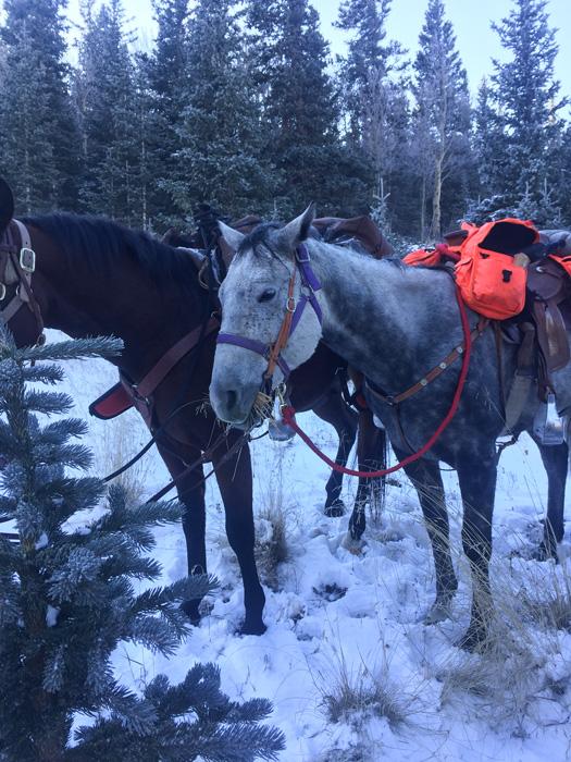Using horses for elk hunting in colorado